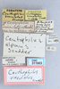 CollectionObject 2765498; CNCI 311953, ea7b39fe-c072-41a7-b5c9-eea394bb2db2: Ceuthophilus (Geotettix) alpinus. (CollectionObject).