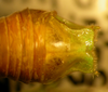 CollectionObject 1564957; b79ac086-7787-4239-8bbe-419223c201bb: male abdomen tip, dorsal view. (CollectionObject).