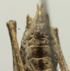 CollectionObject 1535094; 88f16536-4f93-4297-a1af-cd143ebf1639: male subgenital plate (syntype). (CollectionObject).