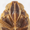 Head: !! display not done !! on Pentastiridius habeckorum (Mead & Kramer, 1982): (Observation).