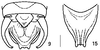 Arnobia ocellata (Ingrisch, 1994): cerci. (Otu).
