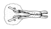 Tetrixocephalus willemsei Gurney & Liebermann, 1963: Fig. 38. cingulum and endophallus, dorsal view. (Otu).