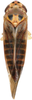 Habitus, dorsal view on Arboridia (Arboridia) huajiangensis Jiang, Luo & Song, 2021: (Observation).