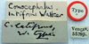 CollectionObject 1516830; 6449a96d-79c6-4da7-9702-c9cb0d4bdc52: labels (holotype of Conocephalus latifrons). (CollectionObject).