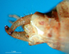 CollectionObject 1502595; 1d1f905e-417f-453d-9a06-a0204e507152: male cerci. (CollectionObject).