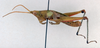 CollectionObject 1506819; 61a263f5-4d70-4723-b78d-701e178ed4ff: male, lateral view (syntype). (CollectionObject).