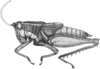 Leptomerinthoprora brevipennis Rehn, 1905: Pg. 437, Fig. 32 (after type). female, lateral view, body length 22.2, pronotum 5.9 tegmen 6.9 mm. (Otu).