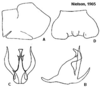 Pygofer appendages: <b>A</b>, male pygofer lateral aspect; <b>B</b>, aedeagus lateral aspect; <b>C</b>, aedeagus caudal aspect; <b>D</b>, female internal sternum VIII. All from paratypes. (Observation).