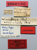 CollectionObject 1535550; 2a1e3e71-6451-4859-9965-3ab199ba3797: labels (lectotype). (CollectionObject).