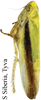 Habitus, lateral view: !! display not done !! on Taurotettix (Callistrophia) elegans elegans (Melichar, 1900): from South Siberia, Tyva. (Observation).