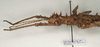 CollectionObject 1577055; e685f425-6bab-4823-994d-956cd6254cff: copyright ZIN, St. Petersburg. male: head & thorax, lateral view (holotype). (CollectionObject).