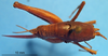 CollectionObject 1575882; 140317a7-cd63-4b01-8ed0-9f0b64147d12: female, dorsal view. (CollectionObject).