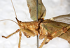 CollectionObject 1531627; 7f91883d-5c6a-473a-8ec2-8d3260466103: female, lateral view (holotype). (CollectionObject).