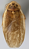 CollectionObject 1568242; 474401ba-b16e-4b16-a30e-892abc85a699: Photo by Heidi Hopkins. Holotype, adult male, dorsal habitus. (CollectionObject).