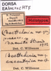 CollectionObject 1537591; cf956209-e84a-4616-9030-156ad8935b01: labels (holotype). (CollectionObject).