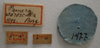 CollectionObject 1953576; e01b6c8d-563c-4dba-bbac-99029691c5e8: Pamera sororcula. Type Labels. (MLP) - (CC BY-NC 4.0) - Photo by Eugenia Minghetti, reproduced with permission from the Museo de La Plata, La Plata, Argentina. (CollectionObject).