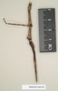 CollectionObject 1559399; NHMUK(SF IMPORT DUPLICATE) 844595, 9f01cb72-547d-4e0e-8c13-d961b09e6b9d: copyright Natural History Museum, London. female (holotype). (CollectionObject).