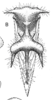 Habitus, dorsal view on Cyphonia braccata (Germar, 1835): (Observation).
