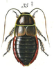 Brachynauphoeta hova (Saussure & Zehntner, 1895): From Saussure & Zehntner (1895). (Otu).