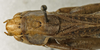 CollectionObject 1535933; 97cf958b-2fe9-4b0a-bbe4-58f598b6e20f: female, dorsal view (syntype). (CollectionObject).