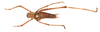 CollectionObject 1475949; 5edddf05-fc47-4cee-8c61-69c5ebe48352, MZPW 1771: male, dorsal view (holotype). (CollectionObject).