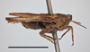 male, lateral view (syntype of Acridium humerale). Depicts CollectionObject 1596015; f54ad0f8-993e-43aa-b5ee-16c2d955d8ca, MZLU178065, a CollectionObject.