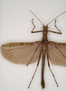 CollectionObject 1557223; 0fa1f673-04cc-4afd-960d-c156ff6346d7: copyright MVMA, Melbourne. male of synonym Perlamorphus hieroglyphicus (syntype). (CollectionObject).