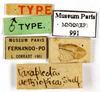 CollectionObject 1587366; MNHN(SF IMPORT DUPLICATE) MNHN-EP-EP991, 2313431a-f460-44aa-bdae-841f9c4fc8ce: CC BY-NC-ND 4.0/MNHN - Depraetere Marion - 2014. Syntype, male, of aethiopica Shelford, 1907. Specimen number: MNHN-EP-EP991. http://coldb.mnhn.fr/catalognumber/mnhn/ep/ep991. (CollectionObject).