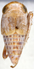 Habitus, dorsal view on Diacra canescens Emeljanov, 1961: holotype. (Observation).
