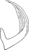 Aedeagus, lateral view on Drabescoides nuchalis (Jacobi, 1943): Aedeagus, lateral view. (Observation).