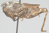 CollectionObject 1580734; f9a96e3b-f1d2-42d4-a446-ca0722c4e779: male, lateral view (paratype). (CollectionObject).