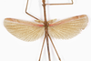 CollectionObject 1584035; 3db17dc4-f512-45e5-b382-28d1df4b301e: Copyright O. Conle Coll. male, wings (paratype). (CollectionObject).;CollectionObject 1584036; 8fbabe4f-898d-4026-b008-2c50f2a71c38: Copyright O. Conle Coll. male, wings (paratype). (CollectionObject).;CollectionObject 1584037; 00c53815-64f7-46f6-ba44-de18474c7d55: Copyright O. Conle Coll. male, wings (paratype). (CollectionObject).