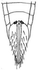 Ovipositor: !! display not done !! on Cosmotettix (Cosmotettix) bilineatus (Gillette & Baker, 1895): female pygofer, ventrally. (Observation).