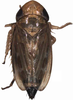 Habitus, dorsal view: Habitus. (Observation).