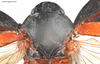 Head: !! display not done !! on Cercopis sanguinolenta (Scopoli, 1763): (Observation).