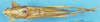 CollectionObject 1537642; c00536cf-ff25-4bca-bbe8-5488de7514ba: male, dorsal view. (CollectionObject).