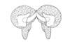 Eucosmetacris festae (Giglio-Tos, 1898): Fig. 129. apex of phallic complex, dorsal view. (Otu).
