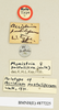 CollectionObject 1518428; 749dd8bb-ef96-48d5-9704-aa55a80715fa: female, labels (holotype). (CollectionObject).