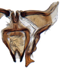 Connective: Goniagnathus emeljanovi, connective, stylus and aedeagus, ventrally (INHS). (Observation).