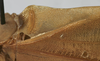 CollectionObject 1539850; 3b3675d5-8d7a-40a4-9df9-d5215a018e11: male stridulatory apparatus (holotype). (CollectionObject).