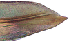 First valvula of ovipositor on Coarctana vilavelha Domahovski & Cavichioli, 2023: Female paratype [DZUP]: apical portion of first valvula, lateral view. (Observation).