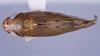 Habitus, dorsal view on Favintiga Webb, 1981 n. sp. 33-16: (Observation).