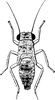 Nymph: (Observation).