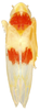Habitus, dorsal view on Erythridula aesculella (Ross & DeLong, 1953): Habitus (holotype, INHS collection). (Observation).