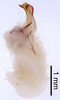 CollectionObject 1522780; 6476deb1-71a6-4548-860d-ad3c2fbcc6de: Male genitalia, lateral view (holotype). (CollectionObject).