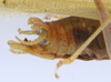 male abdomen tip, lateral view (holotype). Depicts CollectionObject 1517268; 80261d55-b07d-419a-8c59-2d1a193f6886, a CollectionObject.