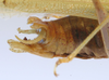 CollectionObject 1517268; 80261d55-b07d-419a-8c59-2d1a193f6886: male abdomen tip, lateral view (holotype). (CollectionObject).