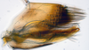 Pygofer, lateral view: (Observation).