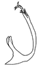 Aedeagus, lateral view: Male: aedeagus, lateral view. (Observation).