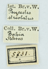 CollectionObject 1531567; 02c76e79-0caf-4851-b86e-1936b447178c: labels (male syntype). (CollectionObject).